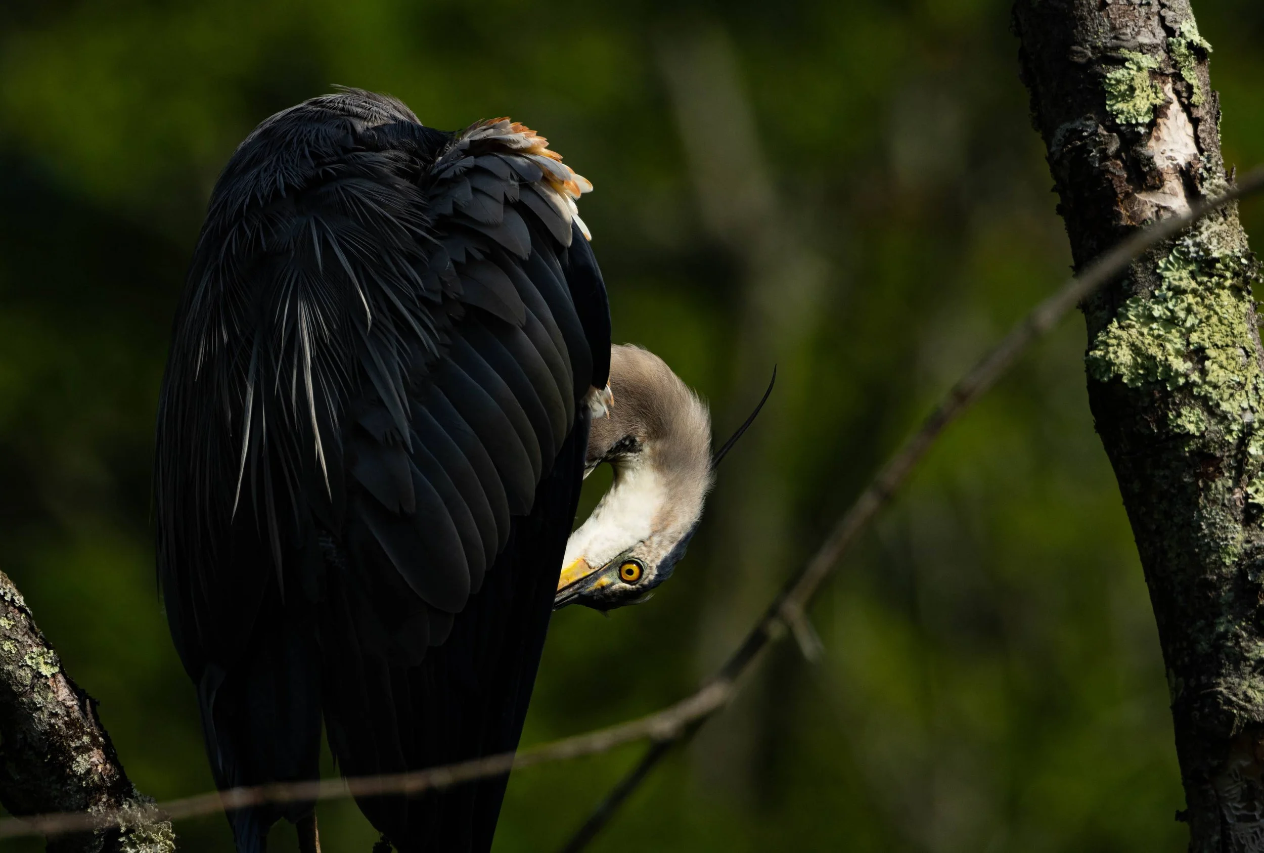 Mid-Atlantic 2024 highlight